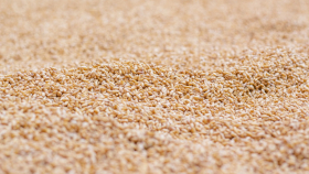 Россия ввела квоту на экспорт зерна и пошлину на пшеницу